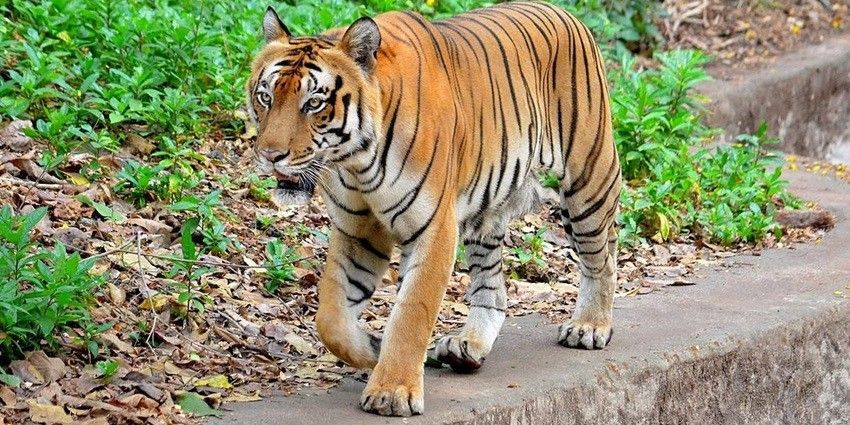 Manda Zoo Discover Wildlife Wonders Of Jammu And Kashmir TripXL