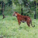 Enormous species of wildlife including tigers are present in wildlife sanctuaries in Kerala.