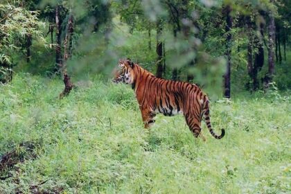 Enormous species of wildlife including tigers are present in wildlife sanctuaries in Kerala.