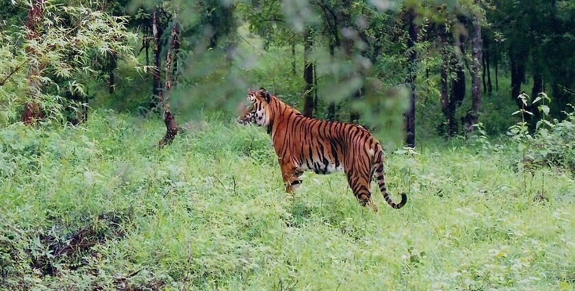 Enormous species of wildlife including tigers are present in wildlife sanctuaries in Kerala.