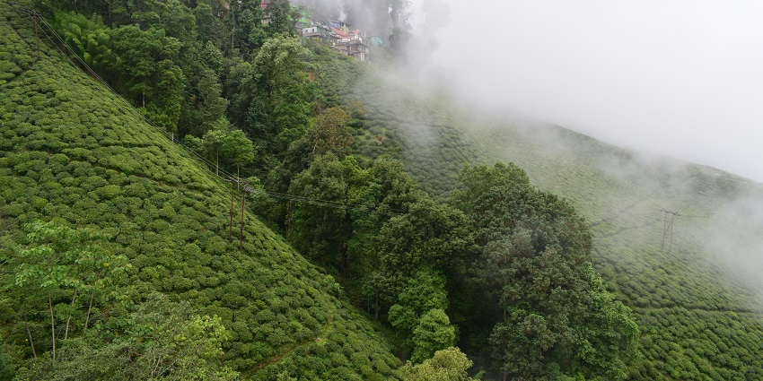 Lush green tea plantations in Tinkitam are one of the best places to visit in East Sikkim.