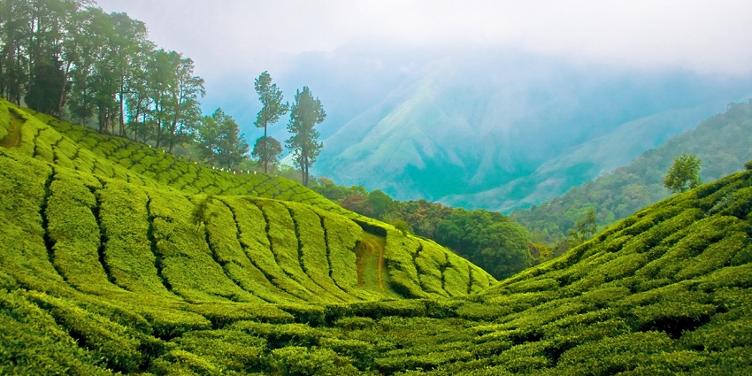 Cherish some panoramic views while hopping on the peak of Top Station in Kerala.
