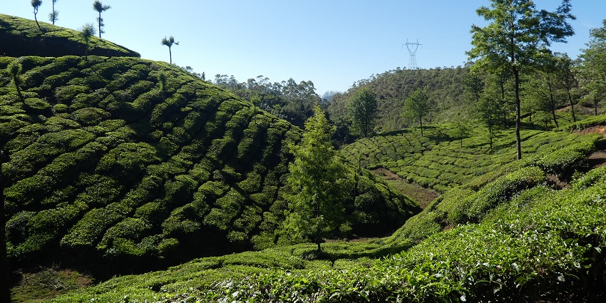 Top station is one of the most beautiful places to visit near Munnar Wildlife Sanctuary.