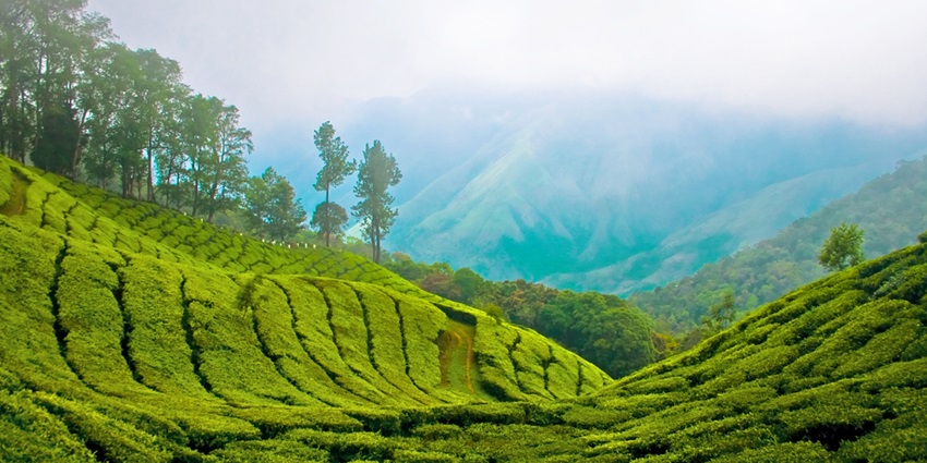 Take a cosy stroll among the picturesque Tea estate - Places to visit near Munnar
