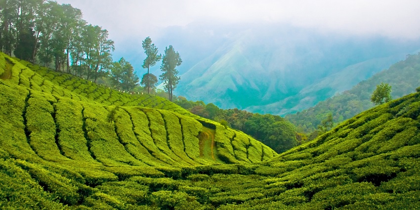Enjoy some panoramic views at Top Station while exploring Anamudi Shola National Park.