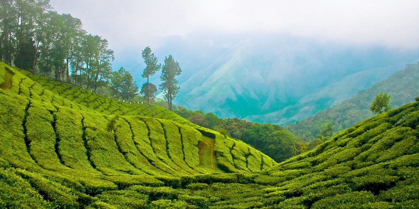 Enjoy the magnificent view of tea gardens along with Spice plantation from the Top Station