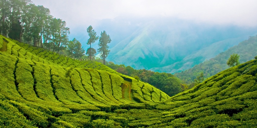 Top Station in Munnar is one of the most breathtaking and majestic places to visit.