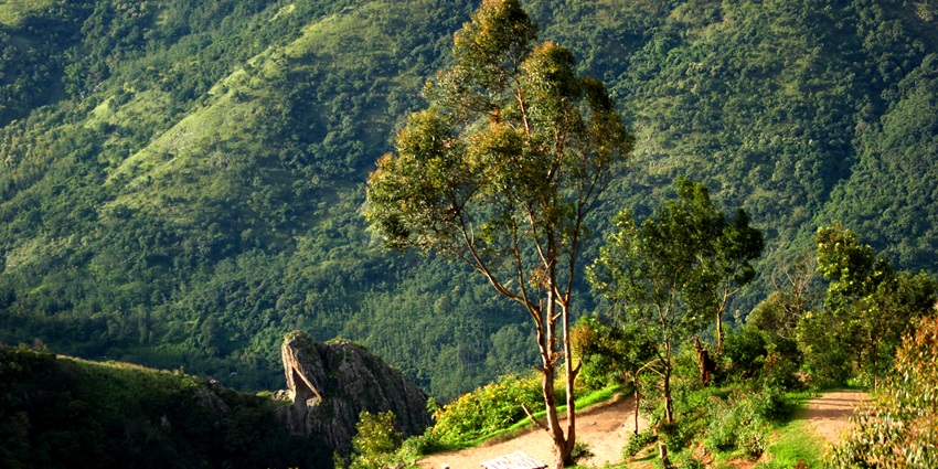 A lush green view of the Top Station in Munnar with golden sunlight falling on it.