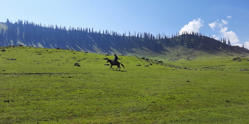 The endless green meadows of Tosamaidan with tall trees visible far in the background.