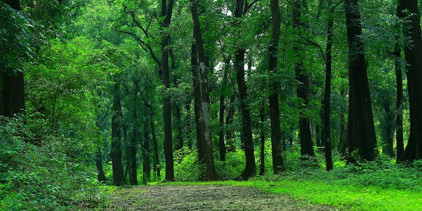 Excursion to explore the forests on the Cinque Island is a thrilling experience.
