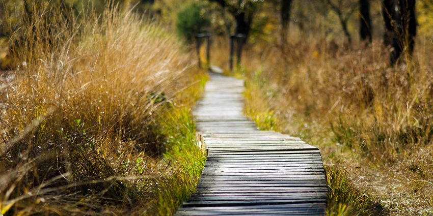 Trekking is among the best things to do in Parambikulam Wildlife Sanctuary in Kerala.