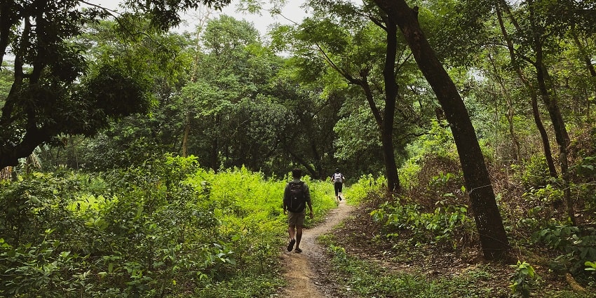 A stunning view of a lush green forest with people trekking inside during the day.