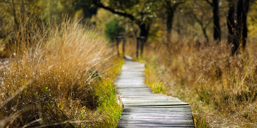 Trekking in the woods is one of the best things to do on your Jungle Safari Wayanad.