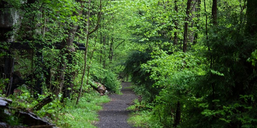 The view of a trekking trail amidst a green, dense tropical forest for adventure seekers