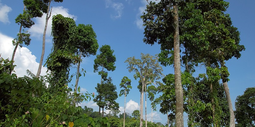 Trekking amidst tropical forests at Havelock Island is a unique and thrilling experience.