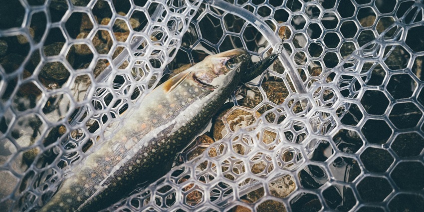 This region in Shimla offers you an amazing opportunity to enjoy trout fishing activity.