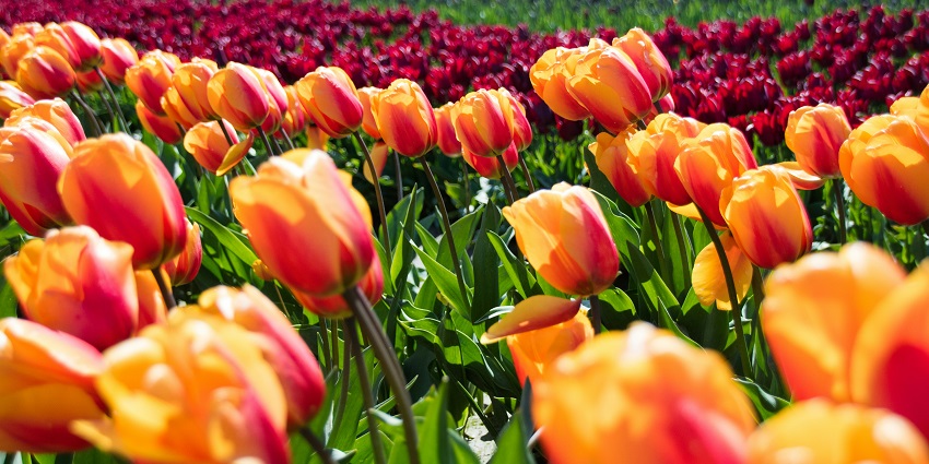 Vibrant & blooming tulips in a colourful array - famous festivals in Jammu and Kashmir