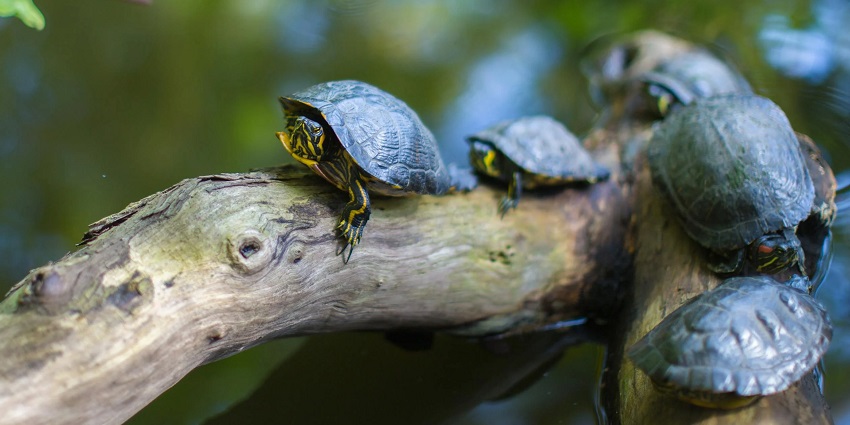 Visiting the turtle breeding centre is one of the best activities to do on Rutland Island.