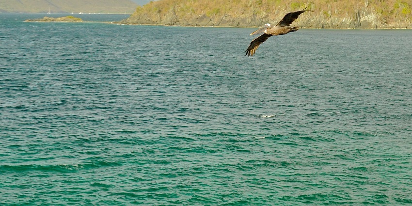 People, especially nature enthusiasts, don't miss to watch the amazing turtles here.