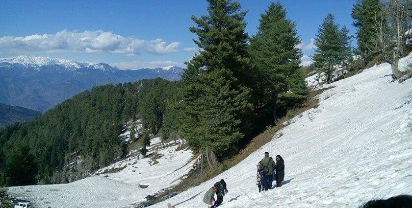 Picturesque winter scene, covered in snow & pine trees - hill stations near Udhampur