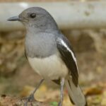 A stunning landscape of a small grey and white bird sitting on a branch of a tree.