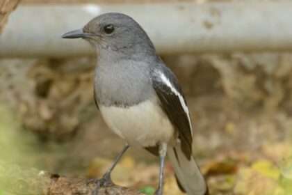 A stunning landscape of a small grey and white bird sitting on a branch of a tree.