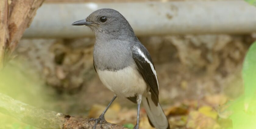 A stunning landscape of a small grey and white bird sitting on a branch of a tree.