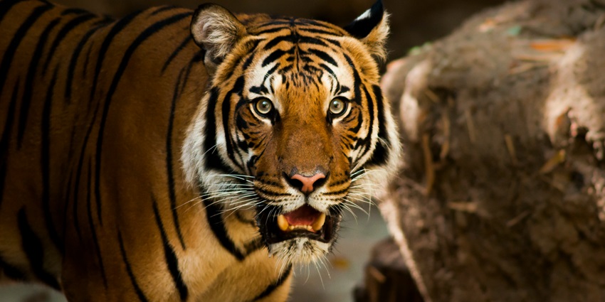 A tiger at the Ulipooni Wildlife Sanctuary, a hotspot near Vagamon Adventure Park.