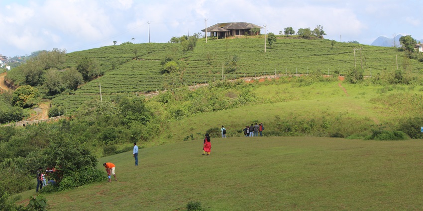 Beautiful green lush snap of a Uluppudi near Vagamon campsite