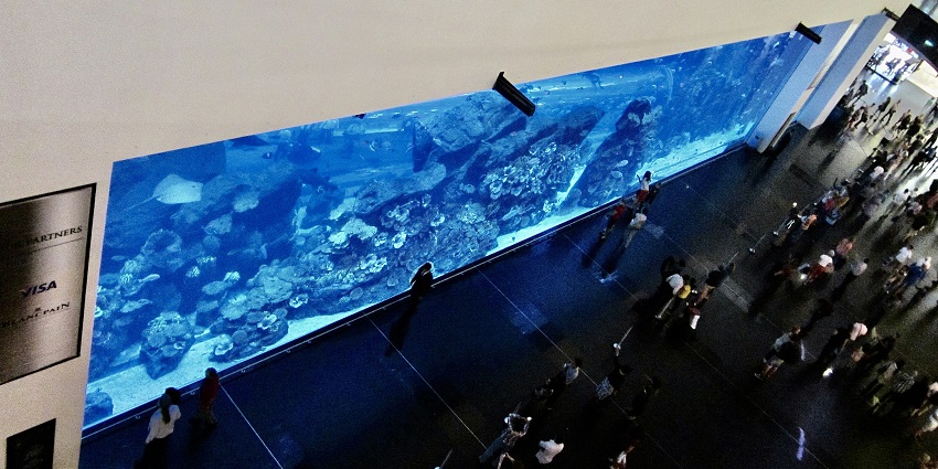 People experiencing an underwater zoo