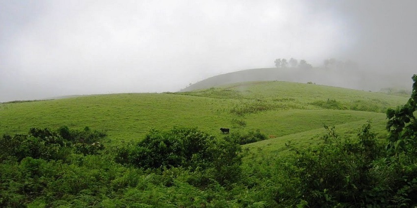 Vagamon is one of the best places in Kottayam for to witness lush greenery all around.