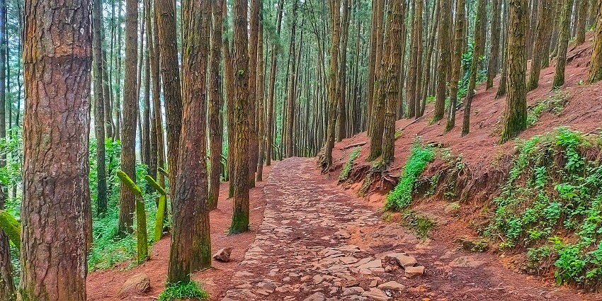 Vagamon Pine Forest, with tall, dense pine trees creating a serene and picturesque landscape.