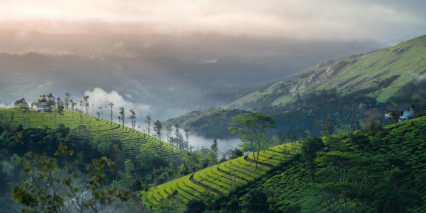 Majestic tea plantations of Vagamon, one of the renowned places to visit in Kerala with family
