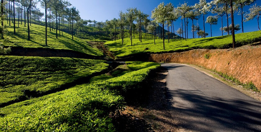 It’s the astonishing and peaceful aura of places to visit near Vagamon, making it worth-visiting.