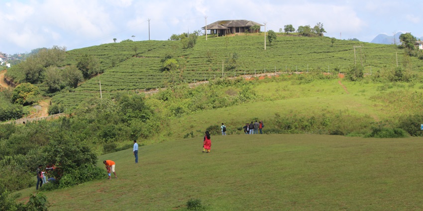 Stroll along the tea plantations of the Vagamon Meadows, one of the places to visit in Vagamon