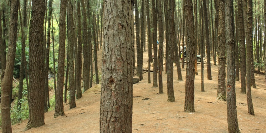 Witness the mesmerising pine forests of Vagamon on your next trip to Kerala, India.
