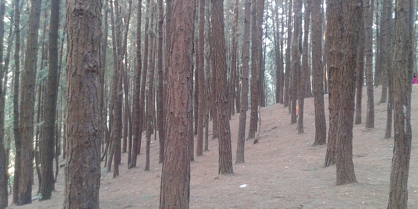 Beautiful views of Vagamon Pine Forest near the camping site in Vagamon