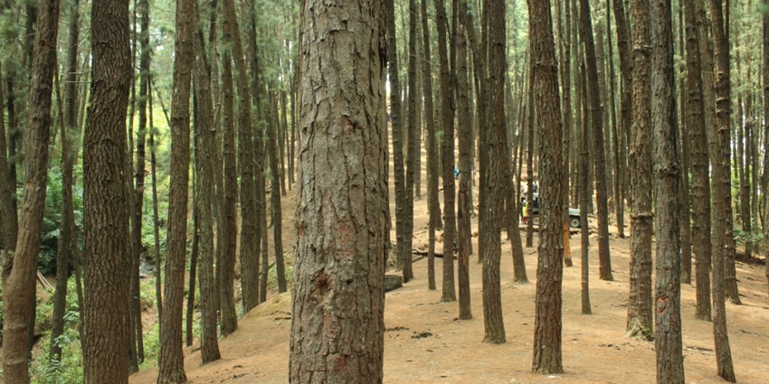 One of the best places to visit near Vagamon, this forest is a surreal spot for tranquil walks.