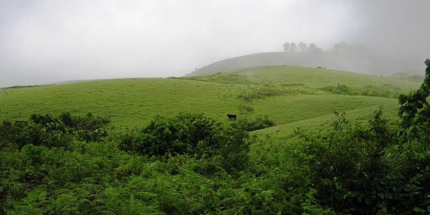 Image of Green meadows in Vagamon, Idukki district, Kerala -places to visit near Thodupuzha