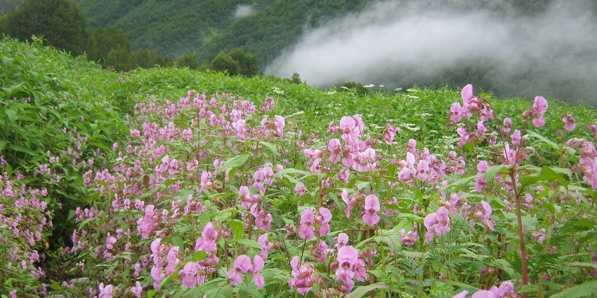 A beautiful view from the Valley of Flowers