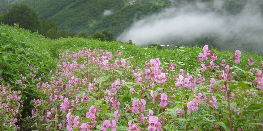 Pretty scene from valley of flower - one of the best places to visit in Monsoon in India