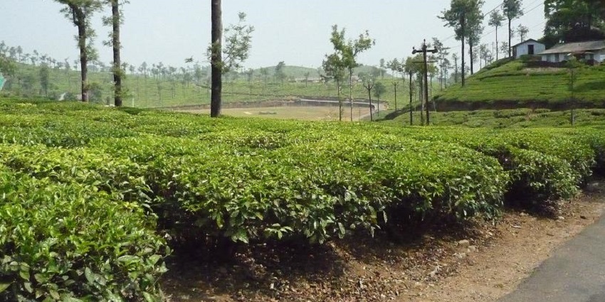 Valparai is one of the most stunning hill stations near Parambikulam Wildlife Sanctuary.