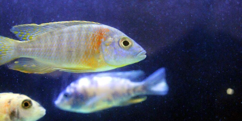 Varkala Aquarium is among the best places to visit in Varkala for a unique experience.
