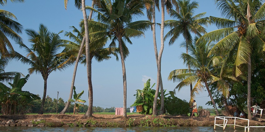 A serene view of the Veeranpuzha Lake and its placid backwaters decked with trees.