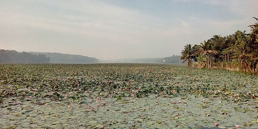 Enjoy the mesmerising views at Vellayani Lake, one of the places to visit in Kovalam.