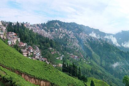 Tea gardens offering a picturesque view of Darjeeling, reflecting its serenity.