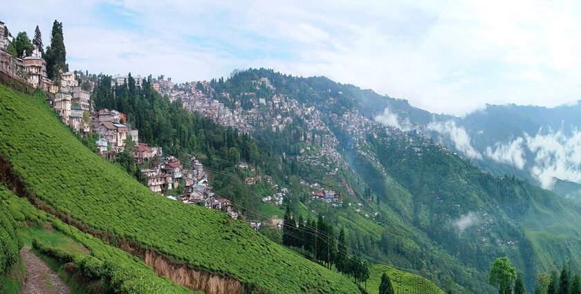 Tea gardens offering a picturesque view of Darjeeling, reflecting its serenity.