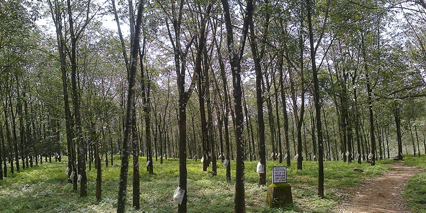 Ranni is again one of the best places to visit near Kollam for nature admirers.