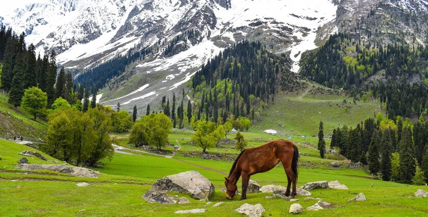 Exploring breathtaking views and landscapes is one of the best things to do in Kashmir.