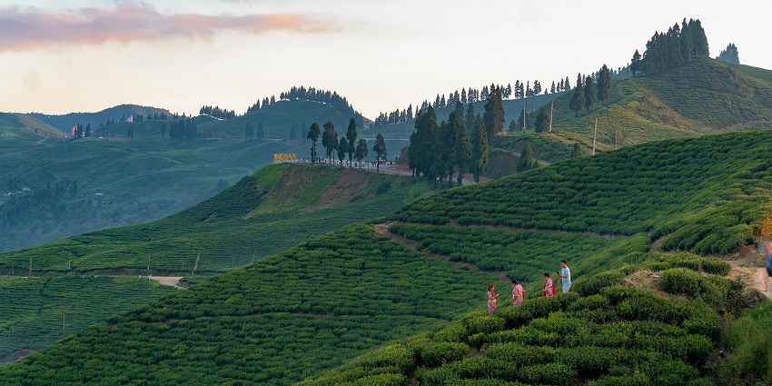 Beautiful tea garden and sun shining - one of the best offbeat places near Darjeeling